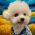 Painterly custom pet portrait of a fluffy white dog, personalized dog painting, perfect pet wall art gift.