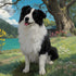 Custom pet portrait painting of a happy Border Collie dog. Personalized dog wall art gift.