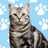 Custom silver tabby cat portrait, personalized cat painting, pet wall art gift with paw prints.