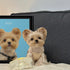 Custom pet portrait of Rola, a cute Yorkie. Personalized dog painting, ideal pet wall art gift, with real dog.