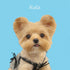 Personalized Yorkshire Terrier dog painting, Rola custom pet portrait wall art gift.