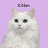 Custom white kitten portrait, personalized cat painting with blue eyes. Ideal pet wall art gift.