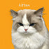 Custom pet portrait: personalized Ragdoll cat kitten painting. Unique pet wall art gift.