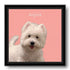 Custom Westie dog portrait painting, personalized pet wall art gift with name Anjula, pink background.